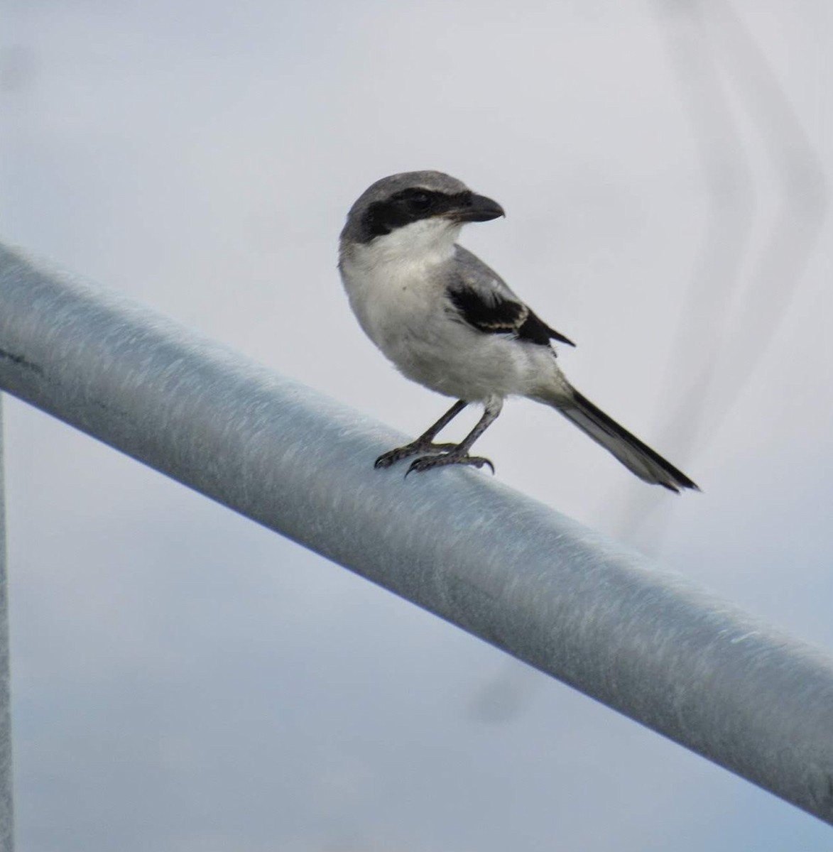 Loggerhead Shrike - ML575496061