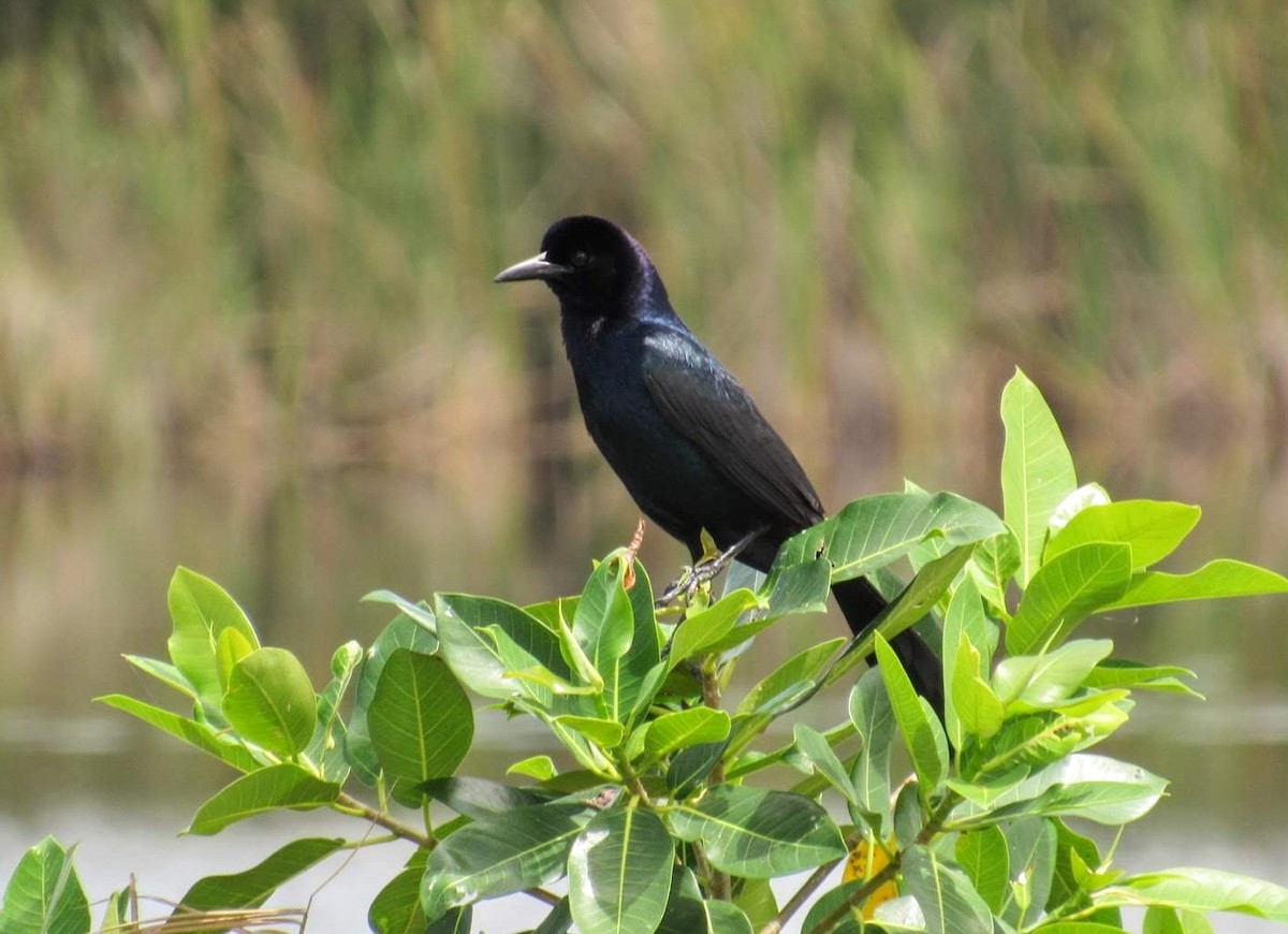 Boat-tailed Grackle - ML575496161