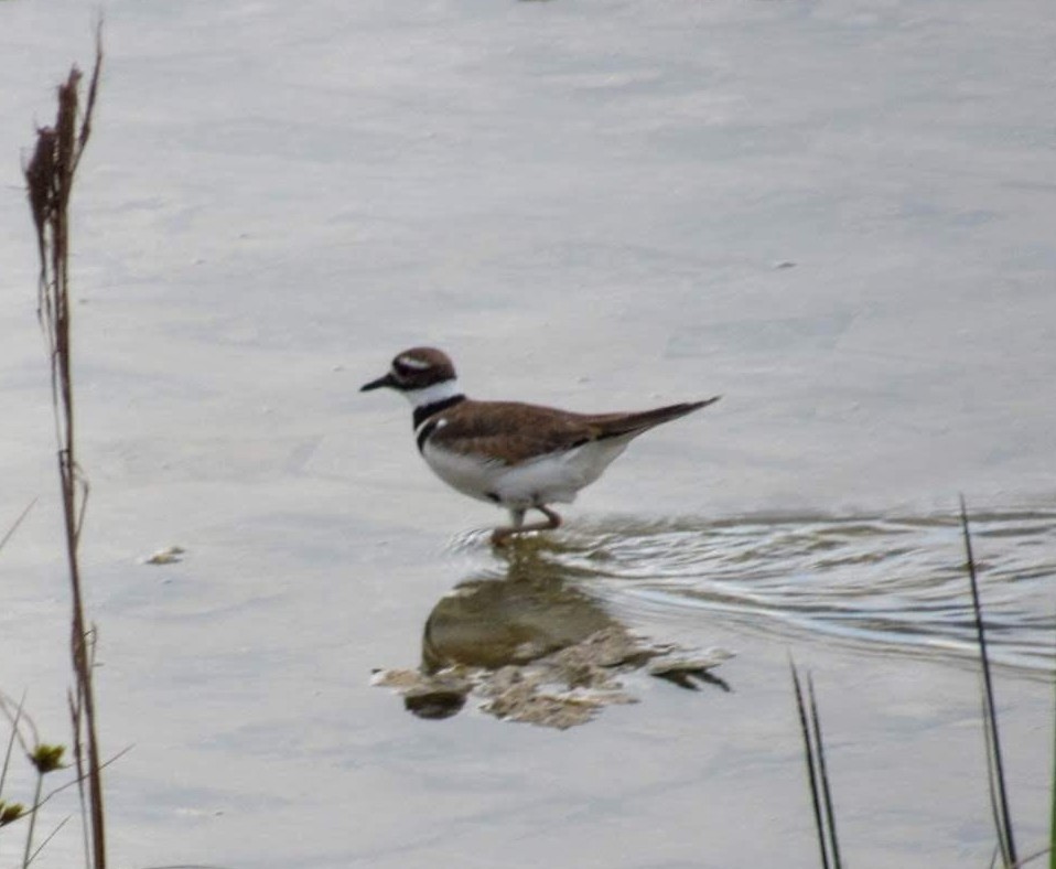 Killdeer - ML575496241