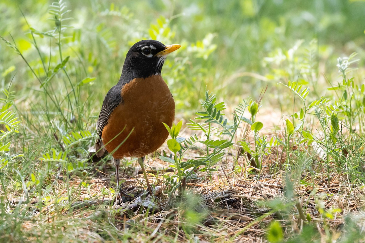 Zorzal Americano (grupo migratorius) - ML575499121