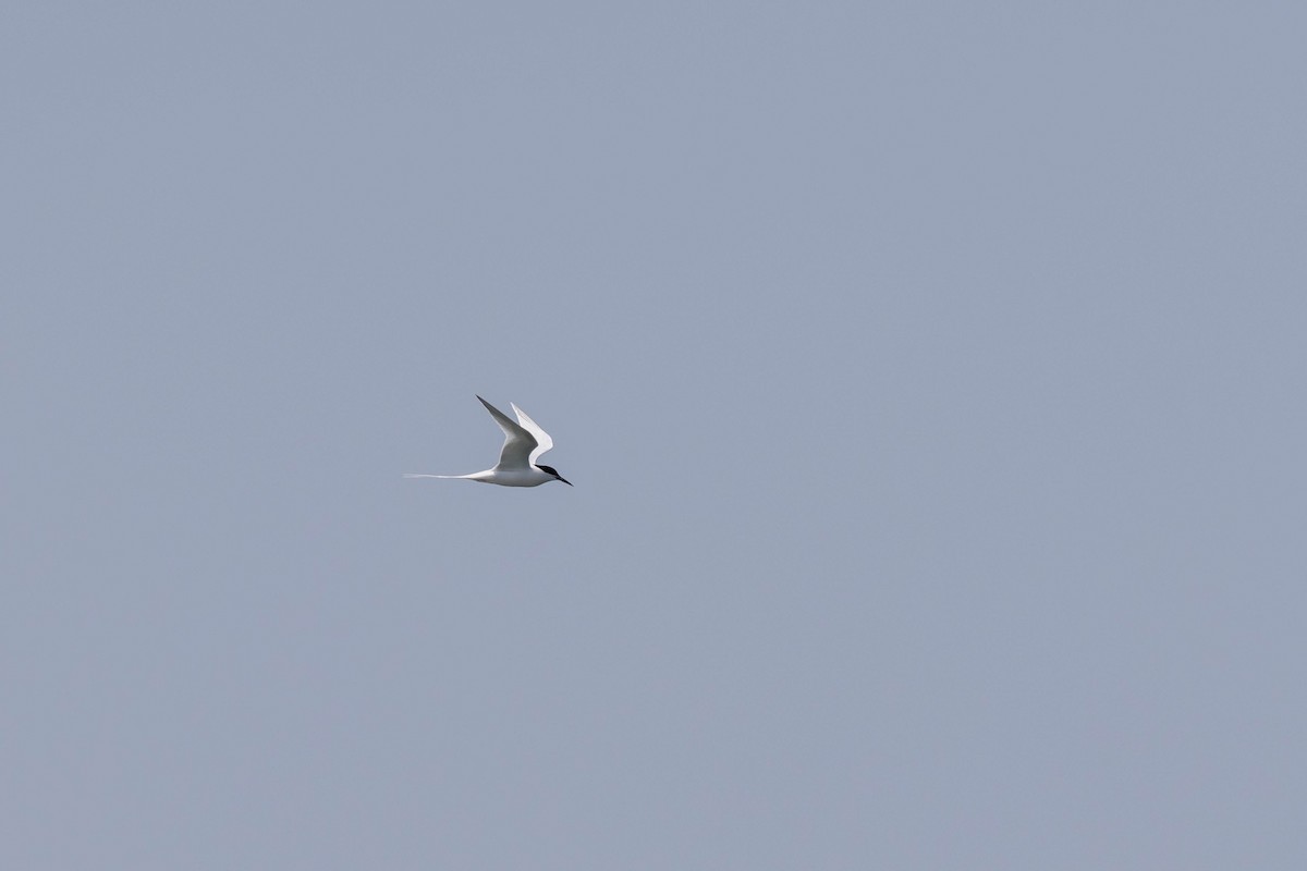 Roseate Tern - ML575499161