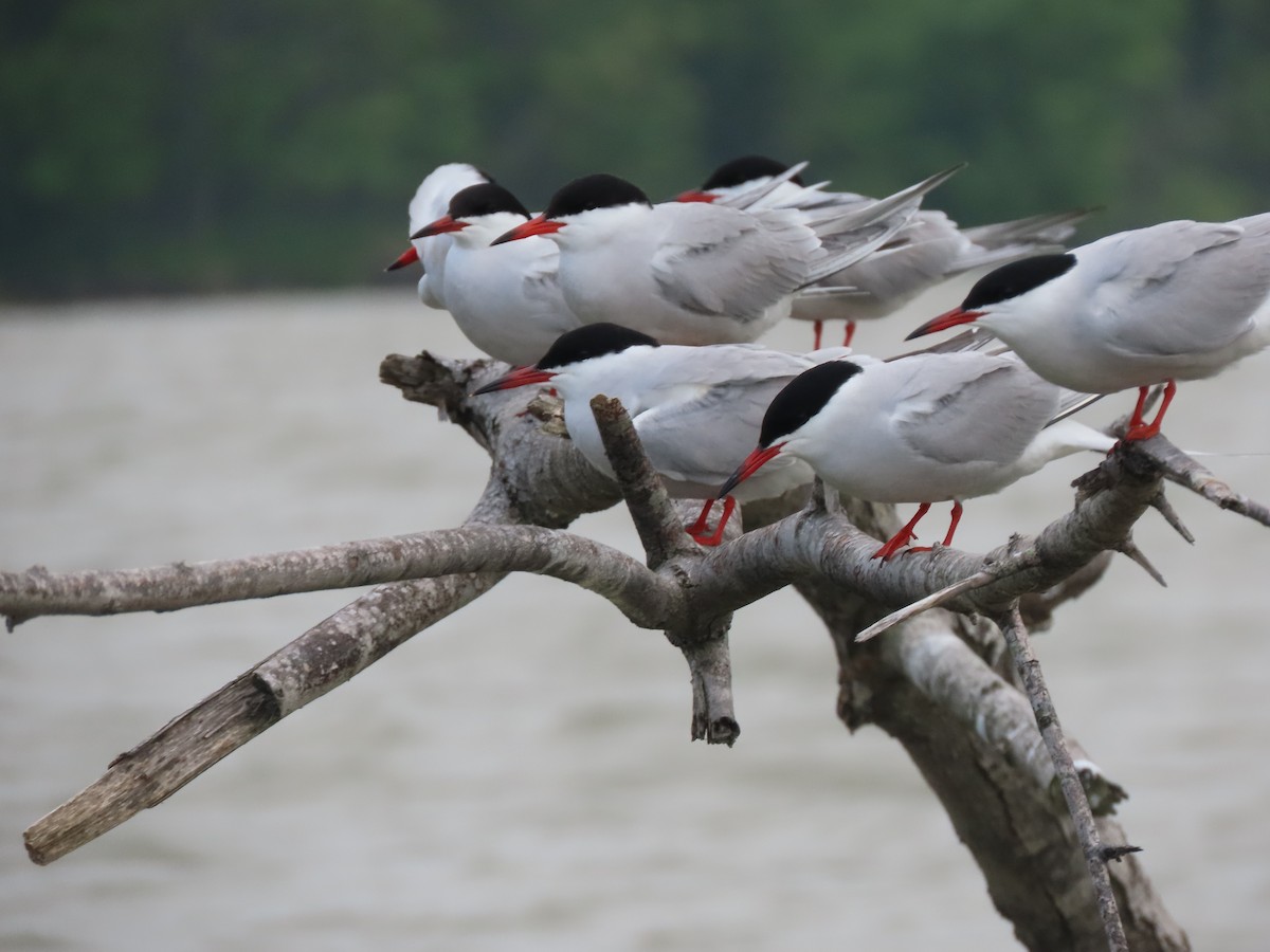 Common Tern - Ruben  Stoll