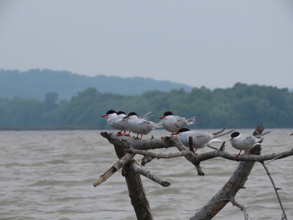 Common Tern - Ruben  Stoll