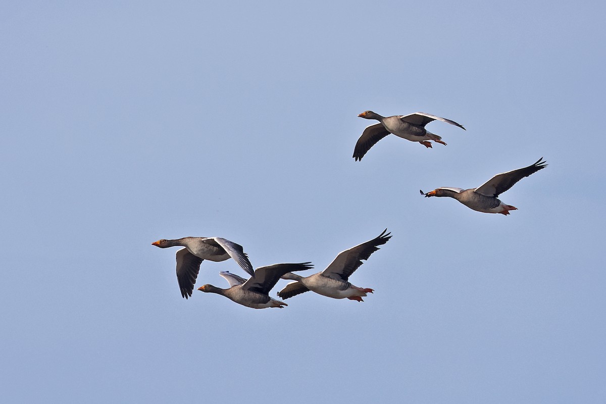 Graylag Goose (European) - ML575499551