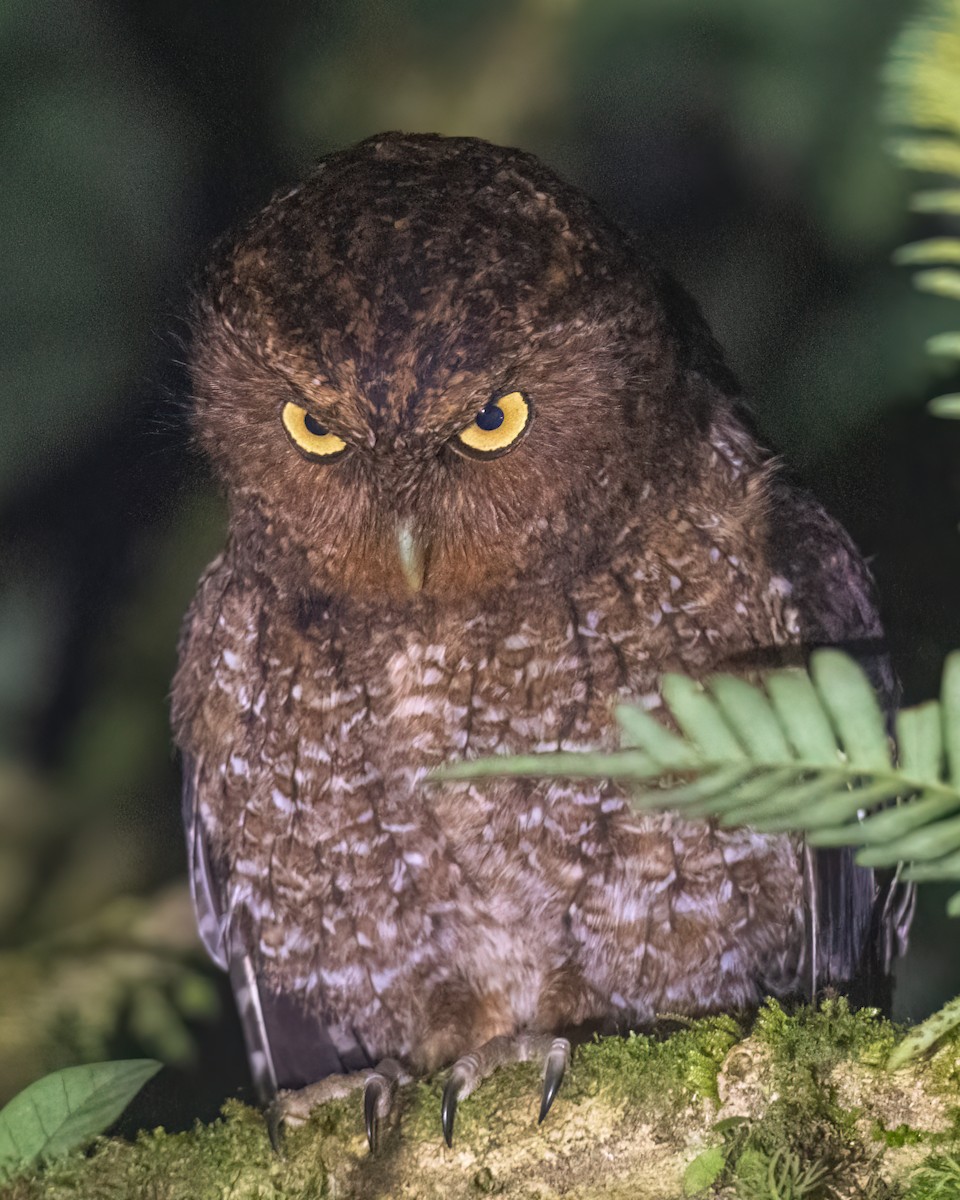 Bare-shanked Screech-Owl - ML575499571
