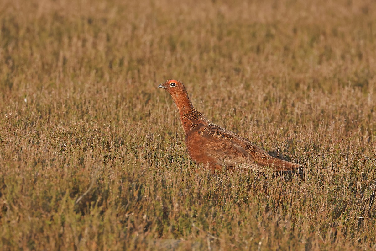 Willow Ptarmigan (Red Grouse) - ML575499841