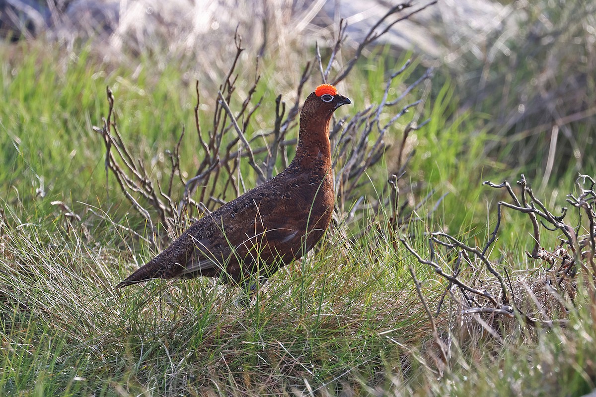 Willow Ptarmigan (Red Grouse) - ML575499861