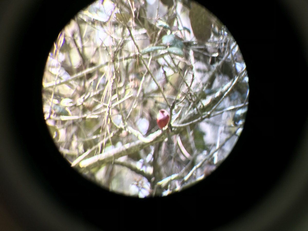 Pink-headed Warbler - ML575500031
