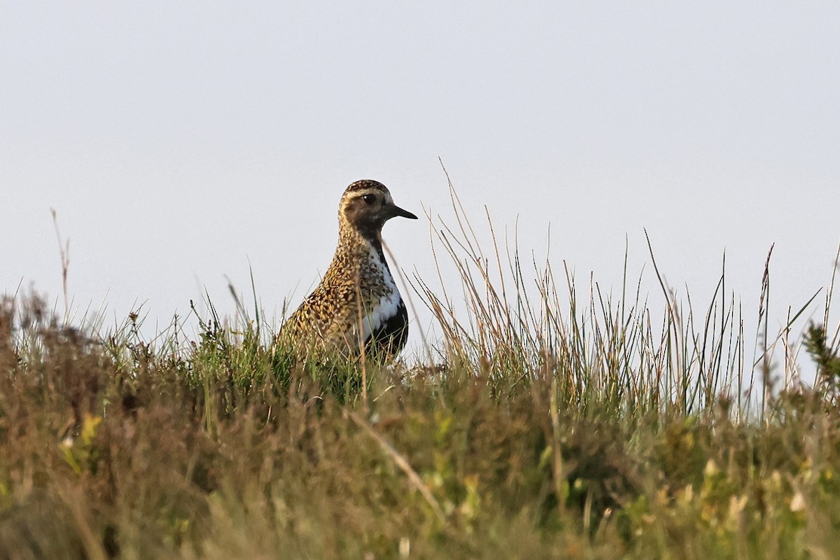 European Golden-Plover - Charley Hesse TROPICAL BIRDING