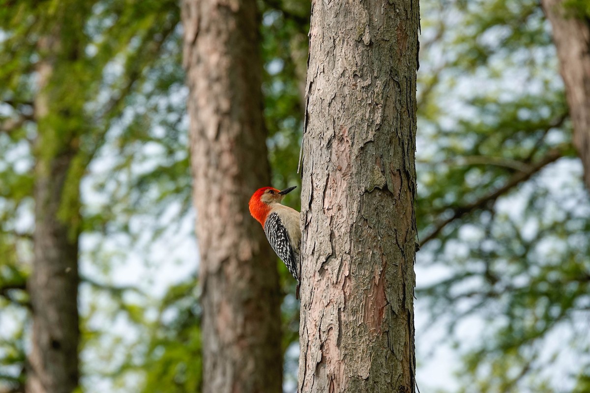 Red-bellied Woodpecker - ML575500191
