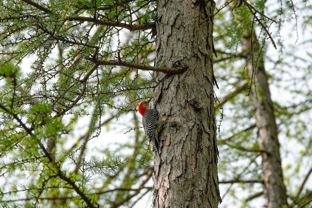 Red-bellied Woodpecker - ML575500201