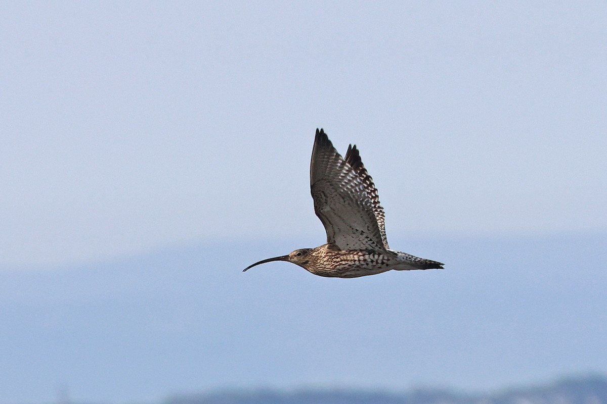 Eurasian Curlew - ML575500391