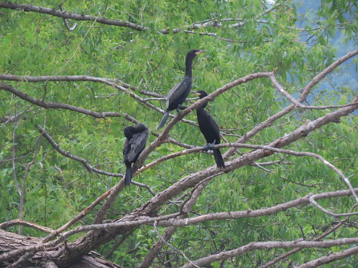 Neotropic Cormorant - ML575500441