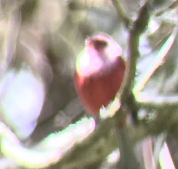 Pink-headed Warbler - ML575500901