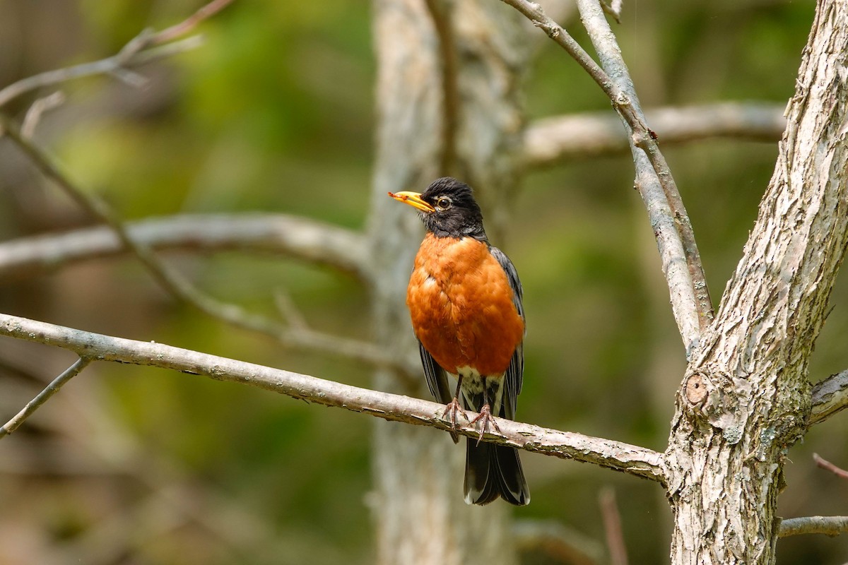 American Robin - ML575501261