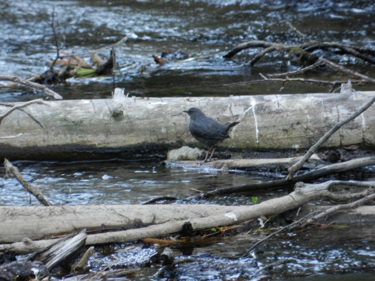 American Dipper - ML57550131