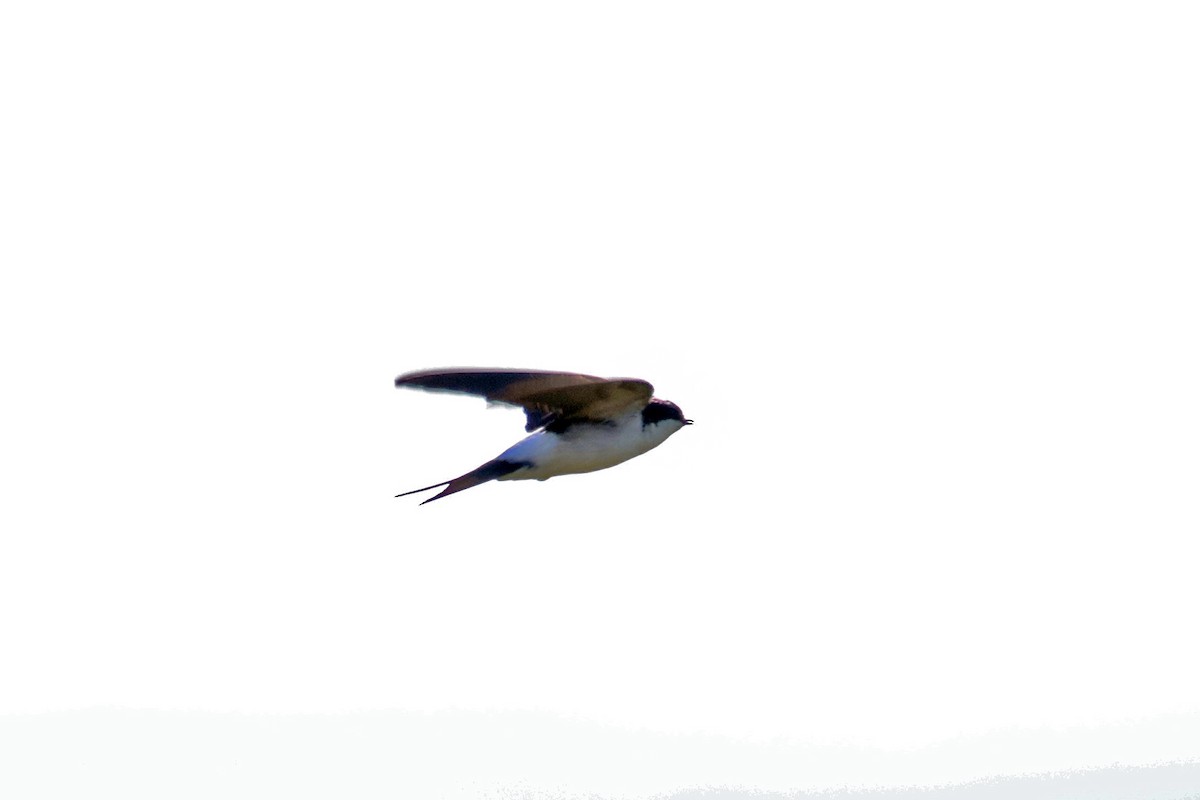 Western House-Martin - Charley Hesse TROPICAL BIRDING