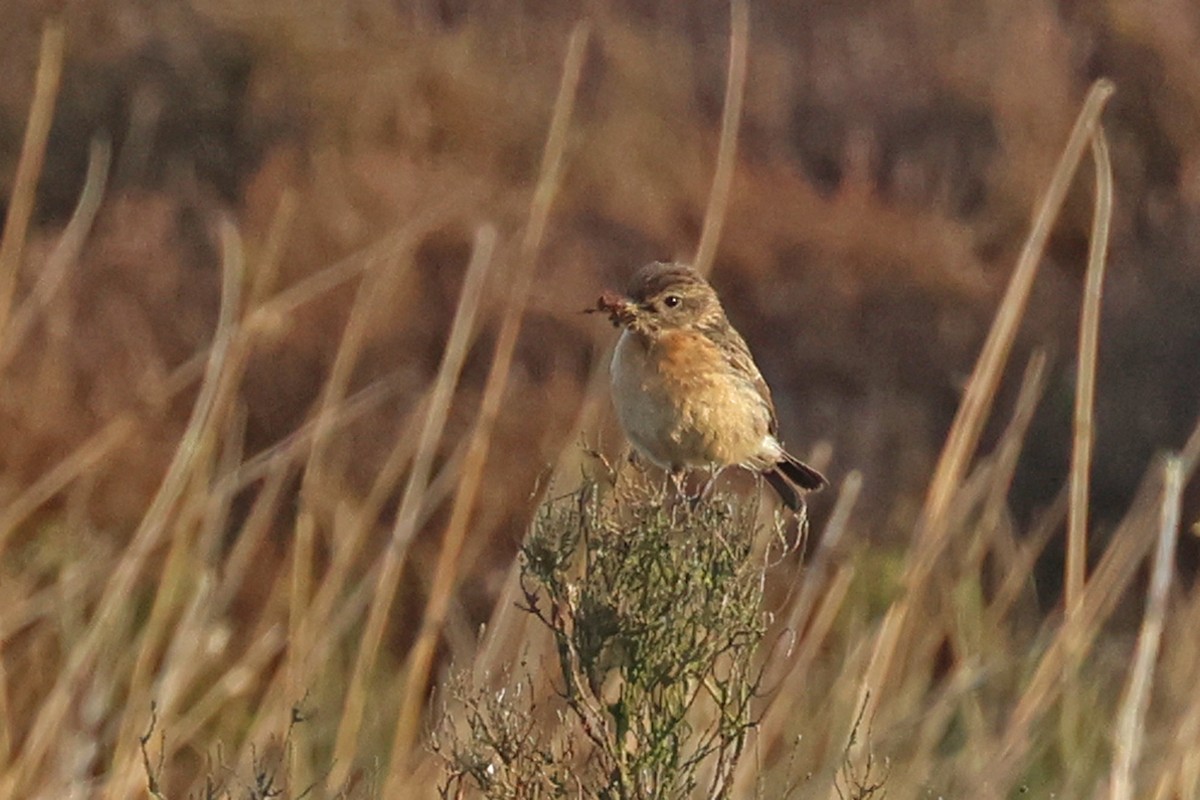 European Stonechat - Charley Hesse TROPICAL BIRDING