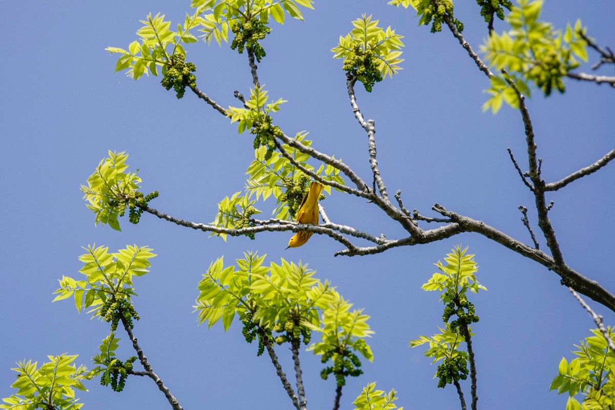 Yellow Warbler - ML575502111
