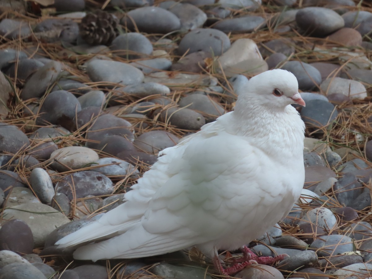 Сизый голубь (Одомашненного типа) - ML575502251