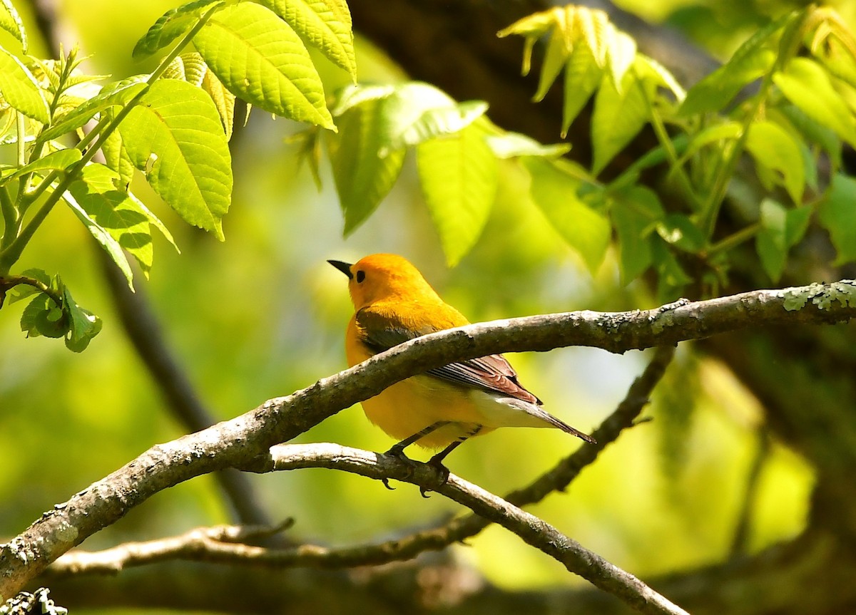 Prothonotary Warbler - ML575502701