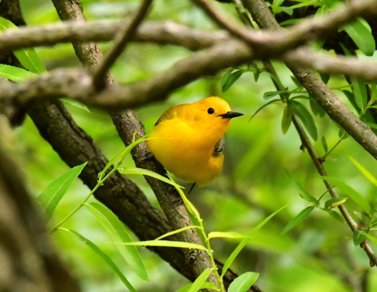 Prothonotary Warbler - ML575502731
