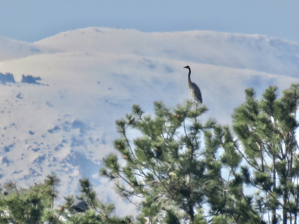 Great Blue Heron - ML575503321