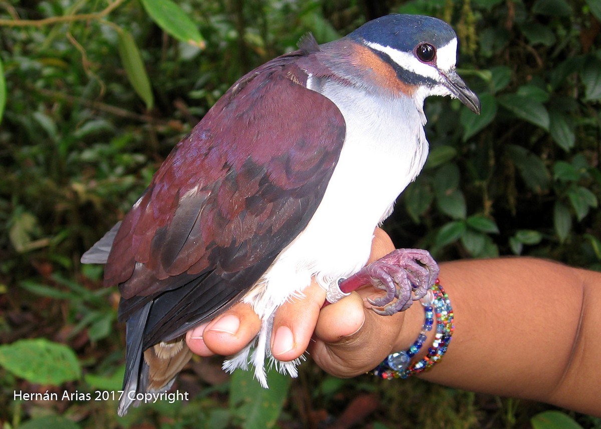 Purple Quail-Dove - ML57550421