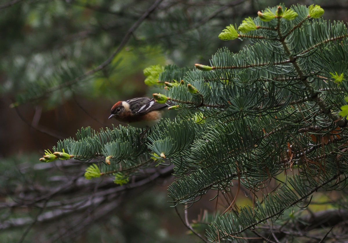 Bay-breasted Warbler - ML575504211