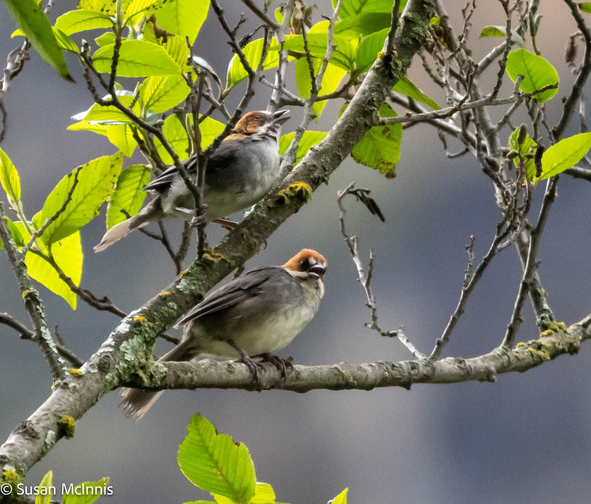 Rufous-eared Brushfinch - Susan Mac