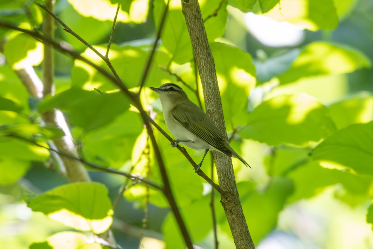 Red-eyed Vireo - Emily Smith