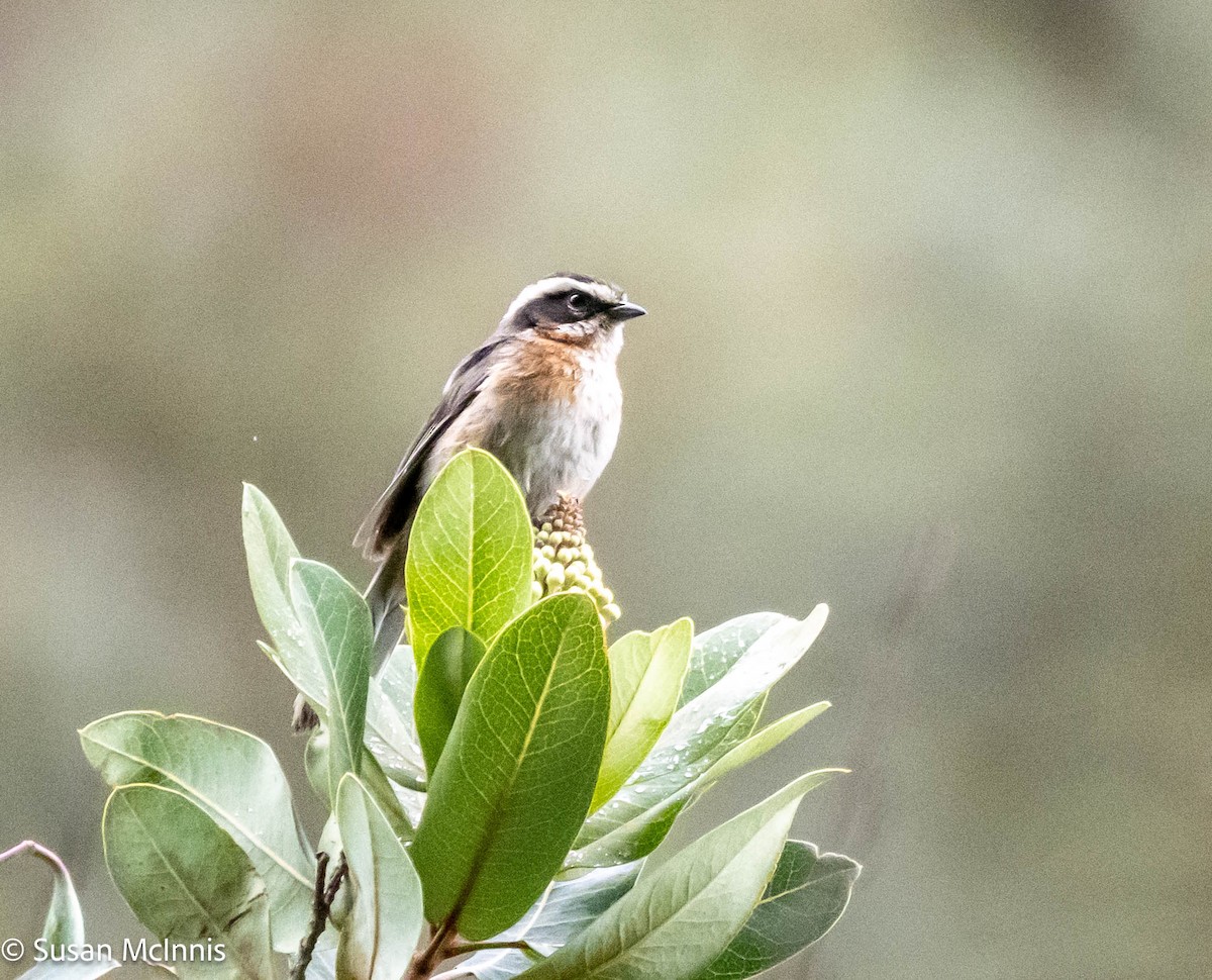 Plain-tailed Warbling Finch - ML575506611