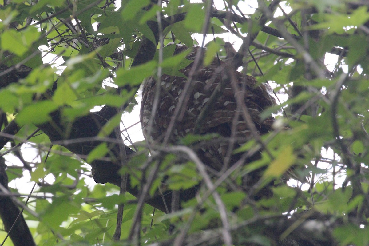 Barred Owl - ML575506701