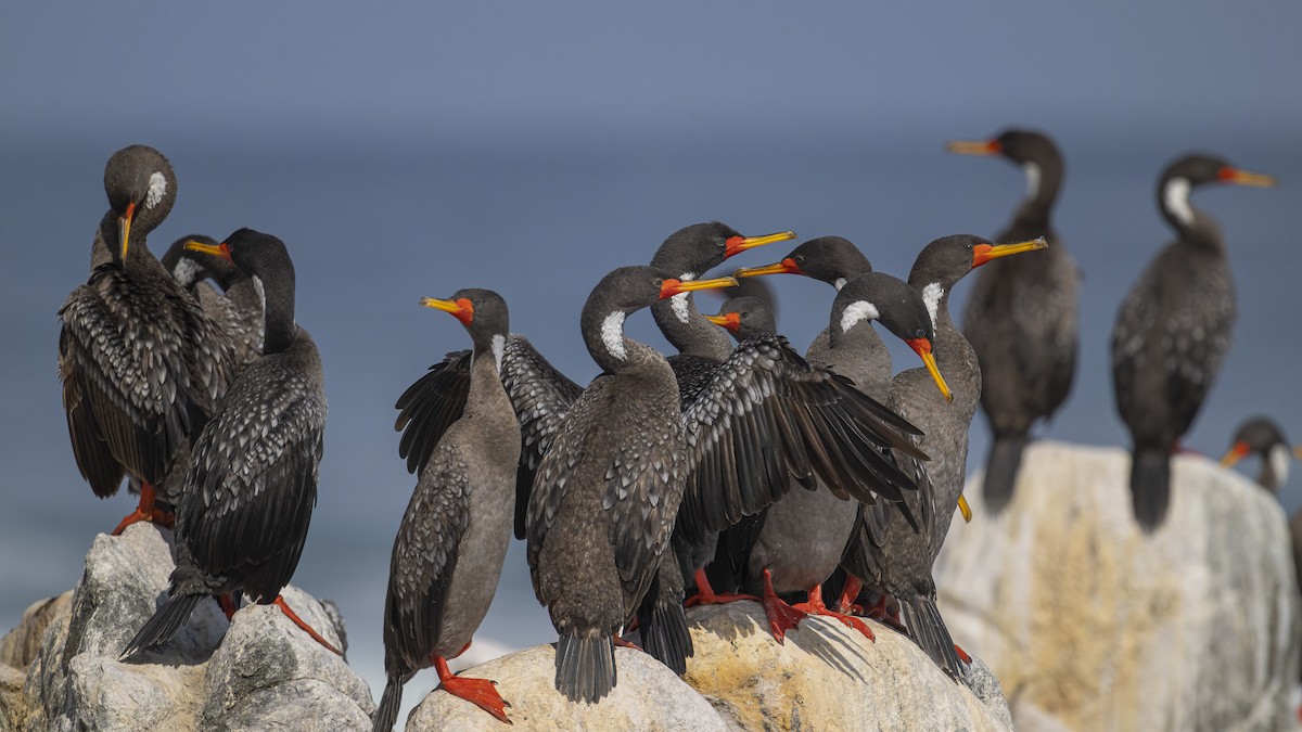 Red-legged Cormorant - Jorge Flores