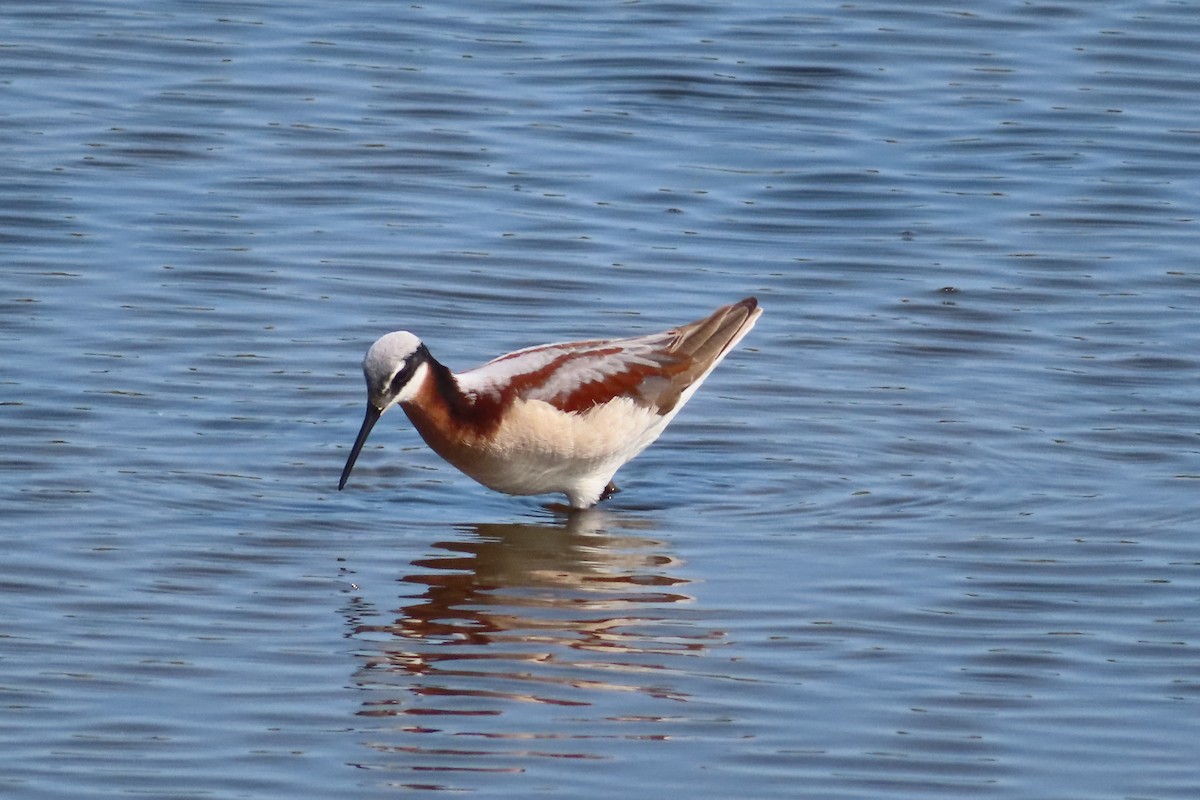 Wilson's Phalarope - ML575508621