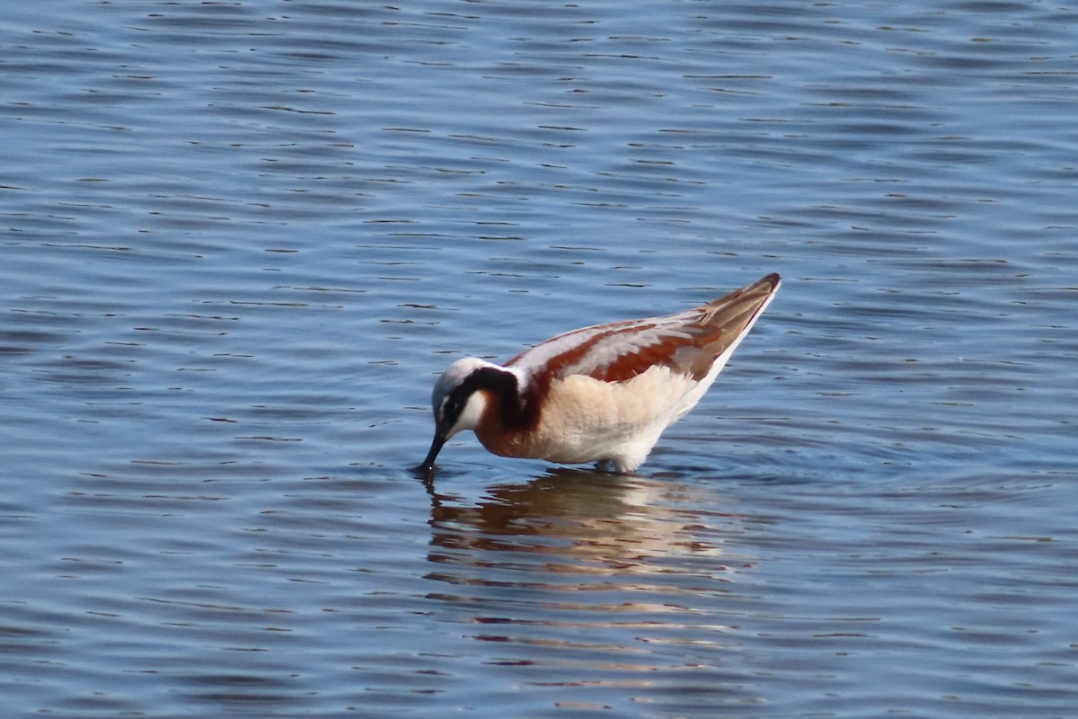 Wilson's Phalarope - ML575508751