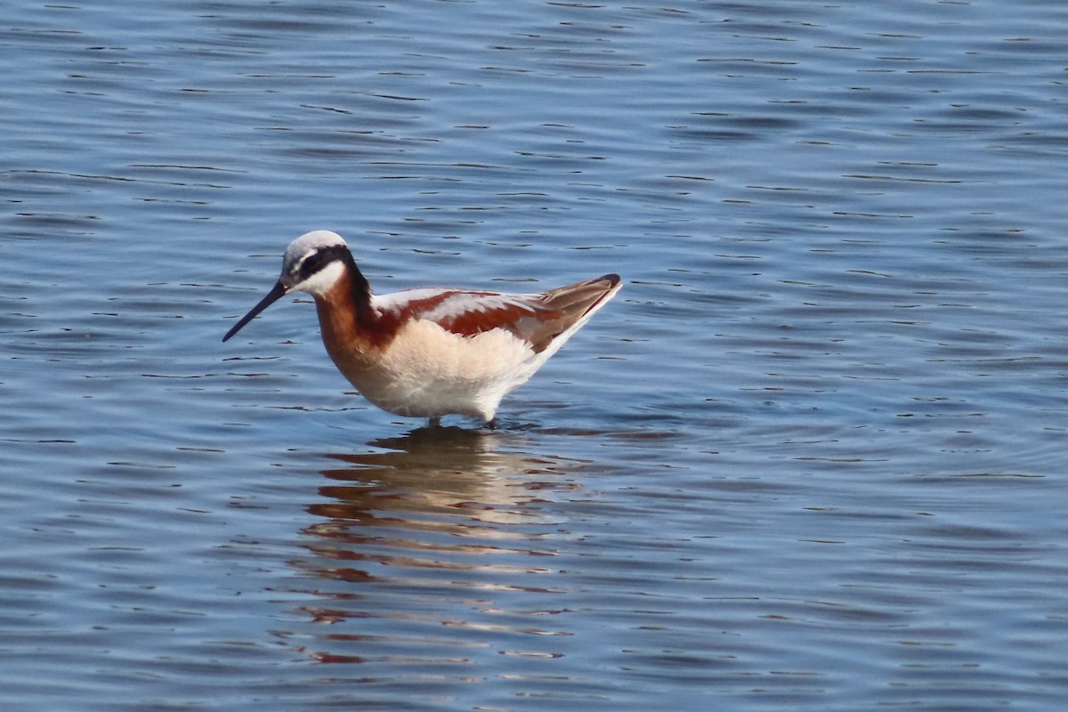 Wilson's Phalarope - ML575508761