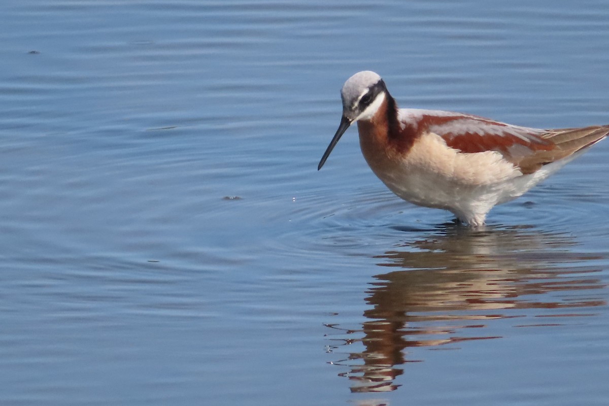 Wilson's Phalarope - ML575508931