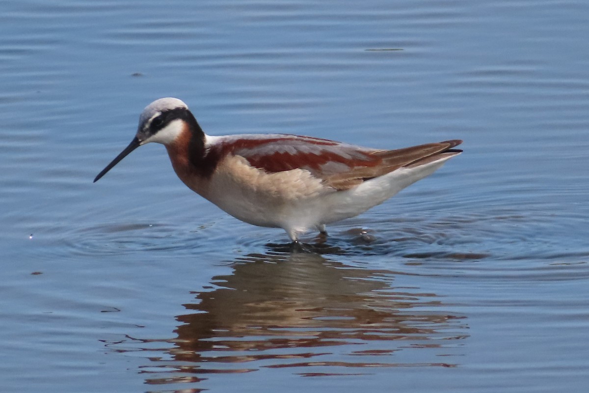 Wilson's Phalarope - ML575508941