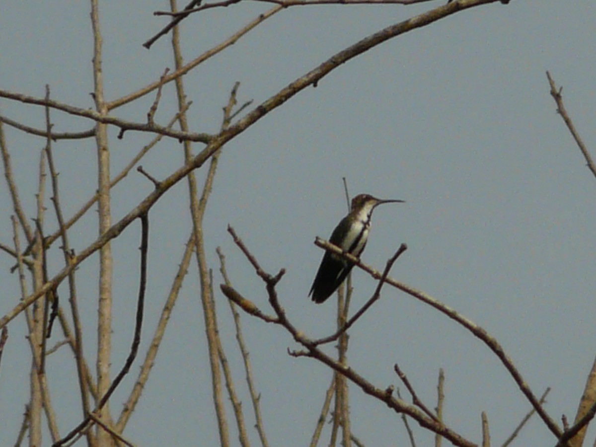 Black-throated Mango - ML575509031