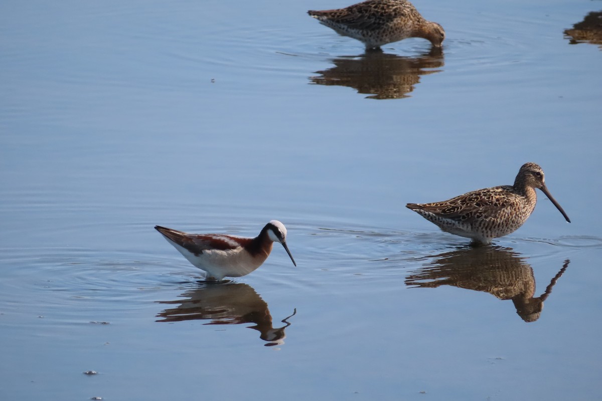Wilson's Phalarope - ML575509371