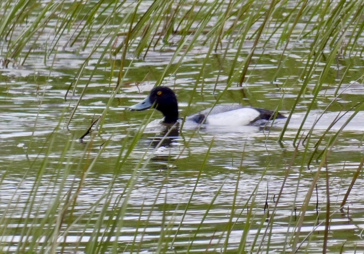 Greater Scaup - ML575509571