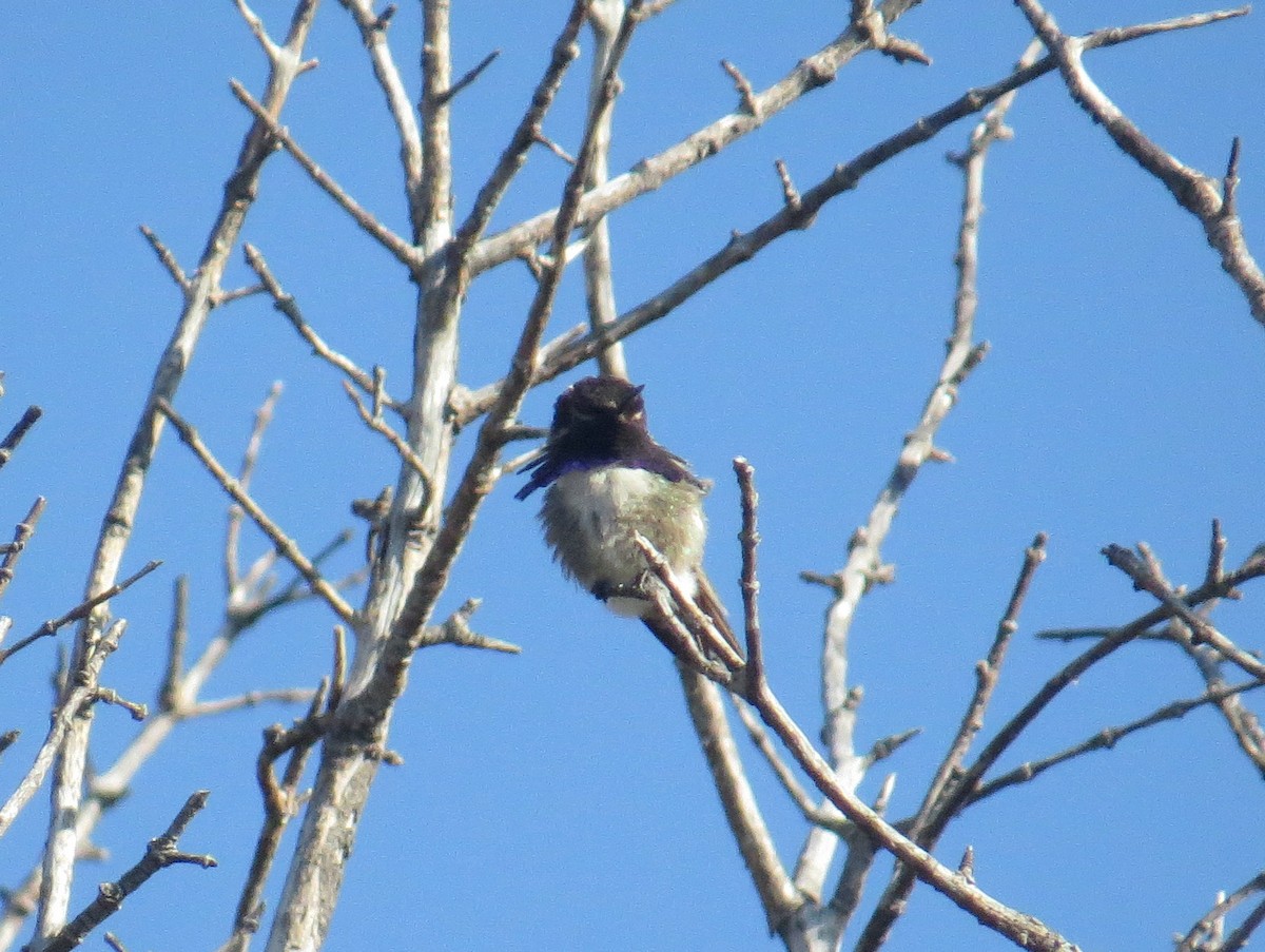 Colibrí de Costa - ML575509881