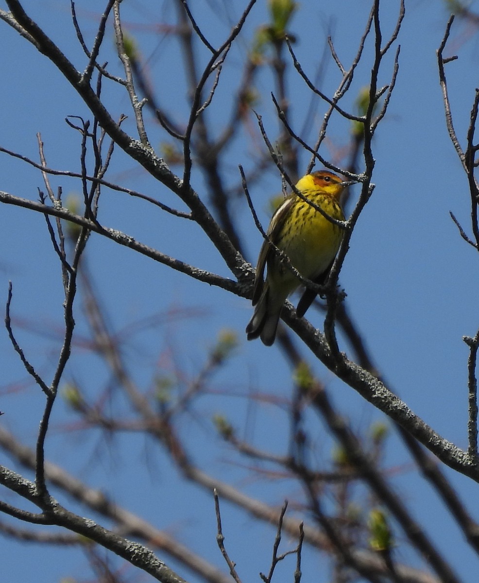 Cape May Warbler - ML575509921