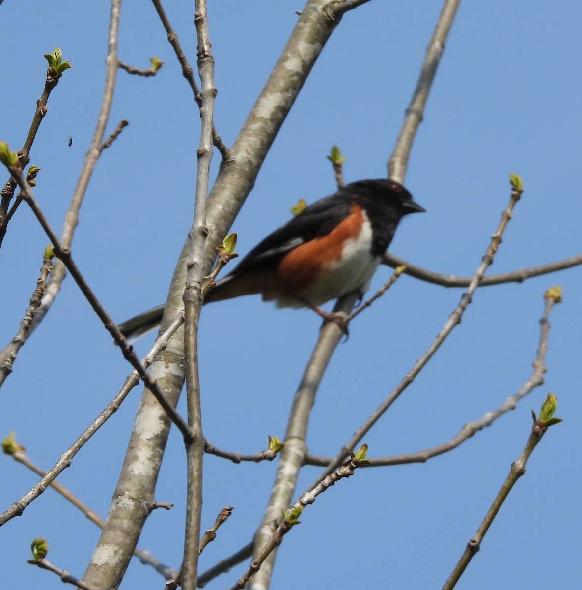 Eastern Towhee - ML575510491