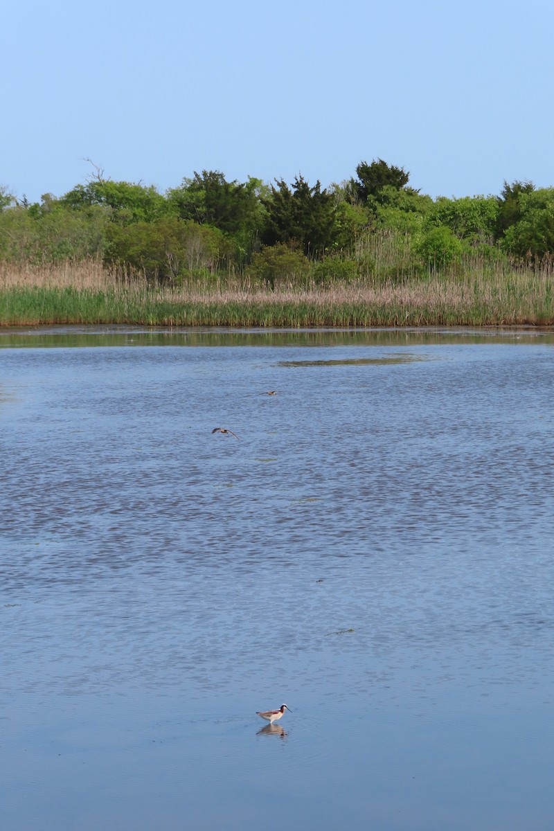 Wilson's Phalarope - ML575510531