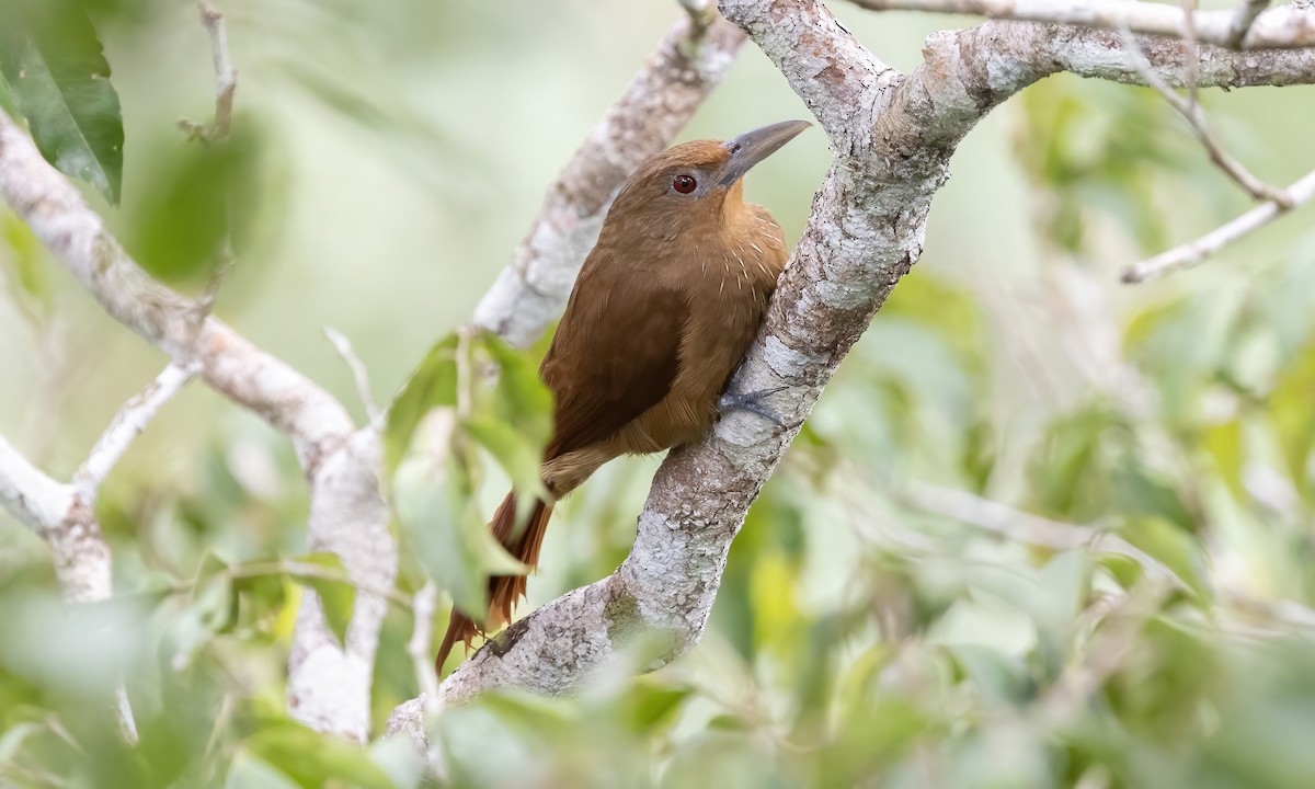 Cinnamon-throated Woodcreeper (devillei) - ML575511081