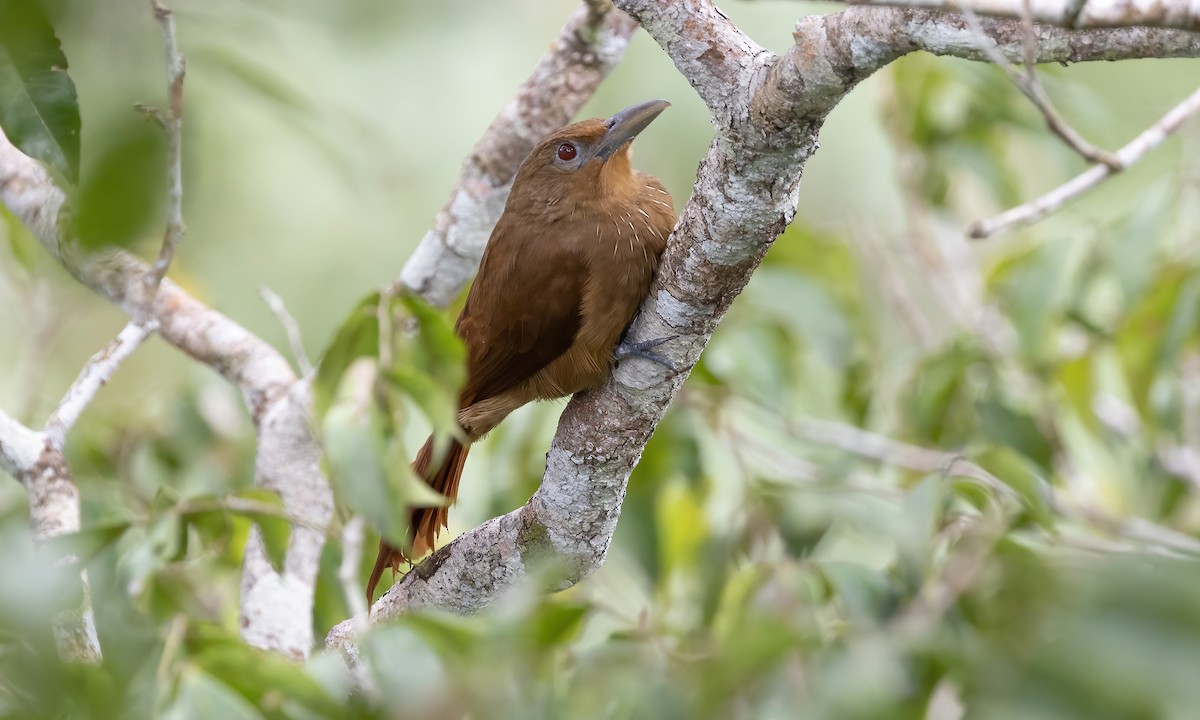 Cinnamon-throated Woodcreeper (devillei) - ML575511091