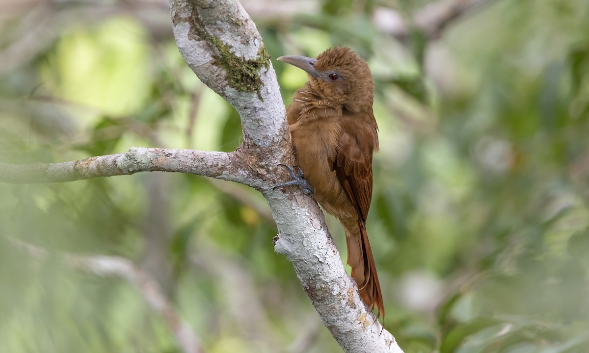 Cinnamon-throated Woodcreeper (devillei) - Paul Fenwick