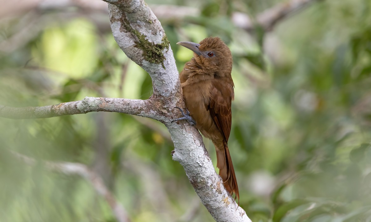 Cinnamon-throated Woodcreeper (devillei) - ML575511121